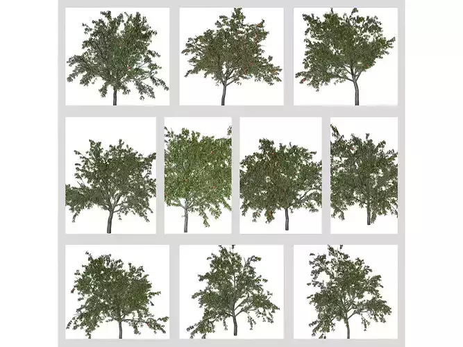 Peach Trees 3D Model Collection