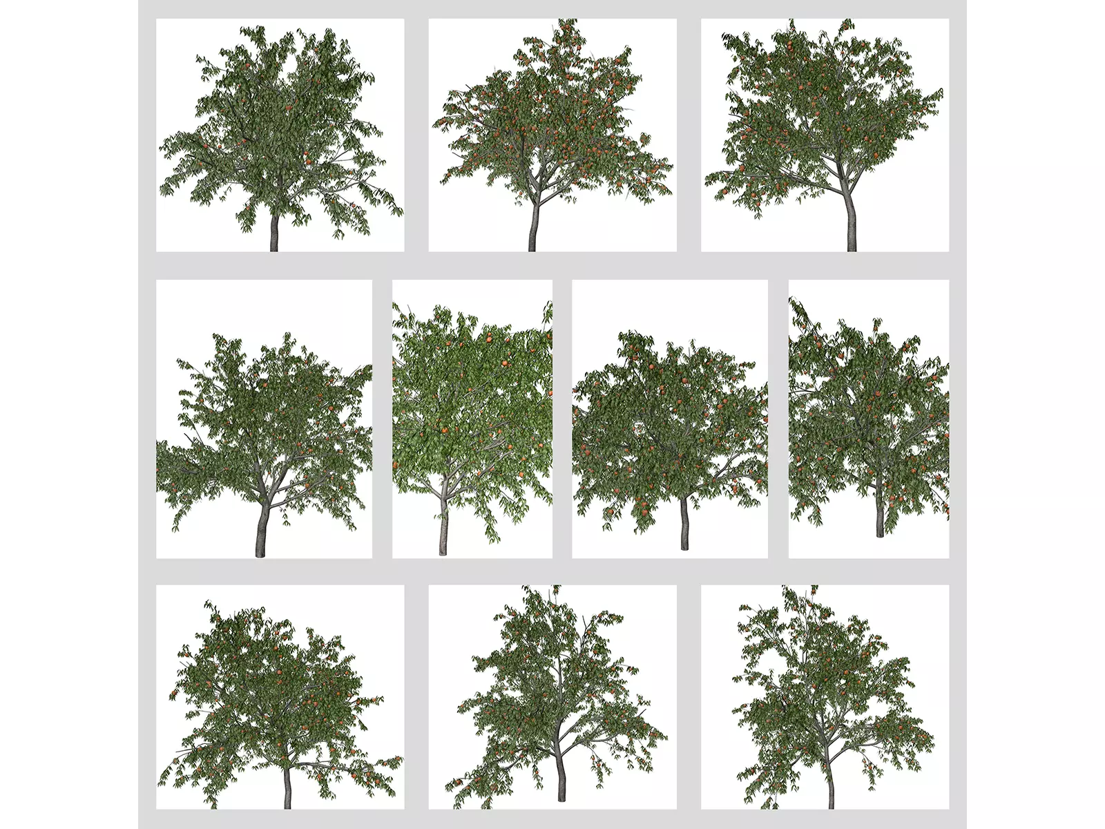 Peach Trees 3D Model Collection_0