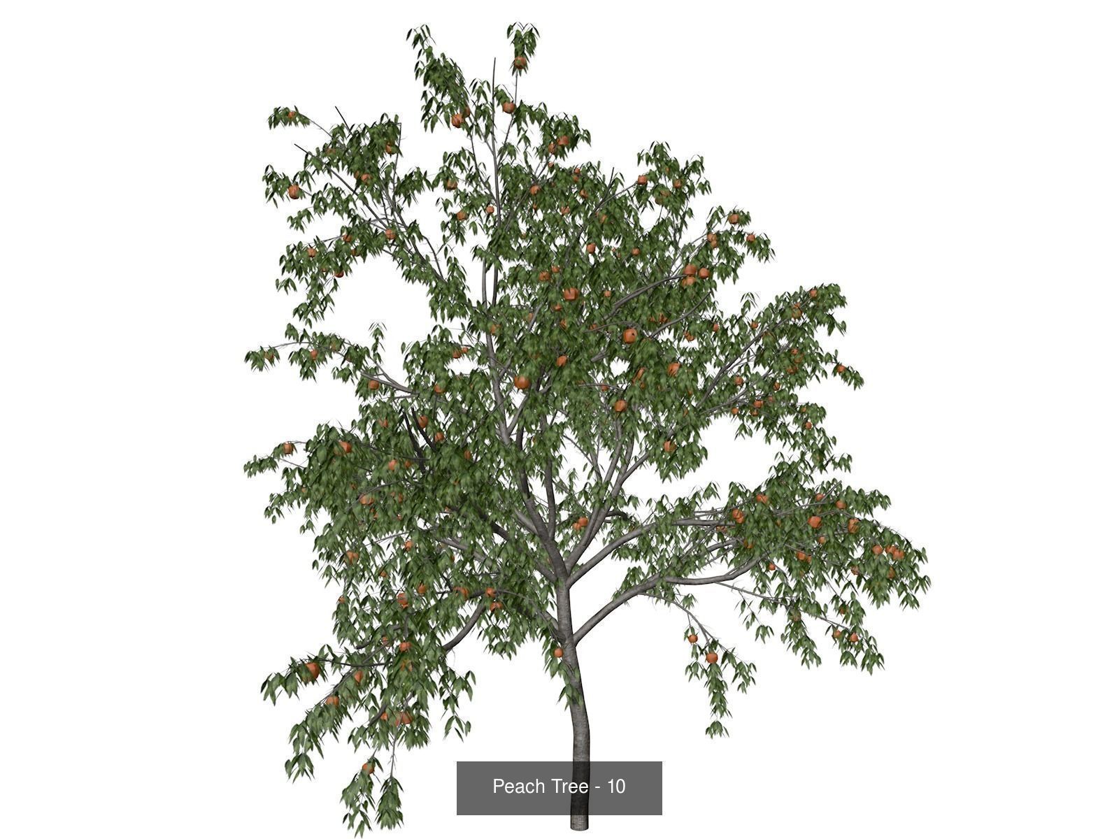 Peach Trees 3D Model Collection_11
