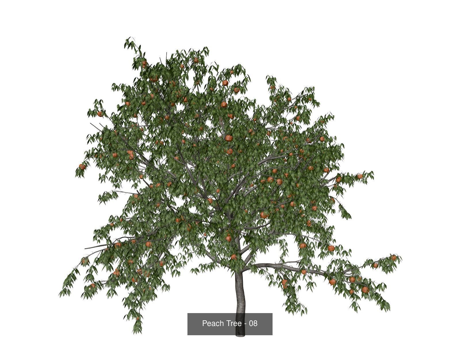 Peach Trees 3D Model Collection_9