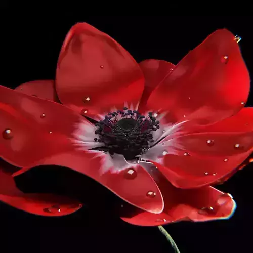 Flower Anemone Hollandia