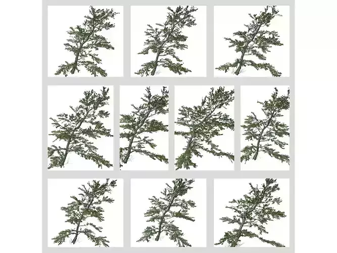 Plitvice Maple Trees