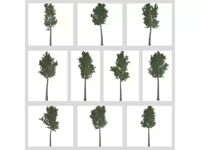 Rainbow Gum Trees 3D Model Collection