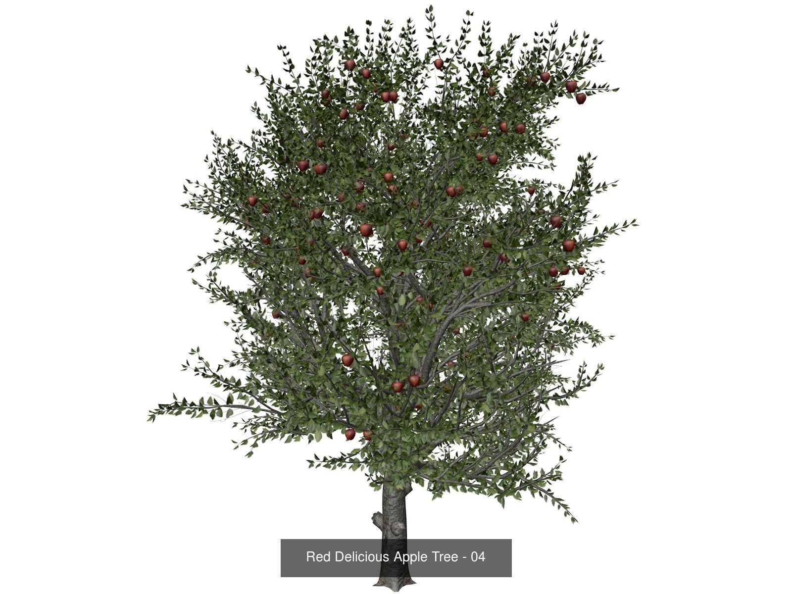 Red Delicious Apple Trees 3D Model Collection_5