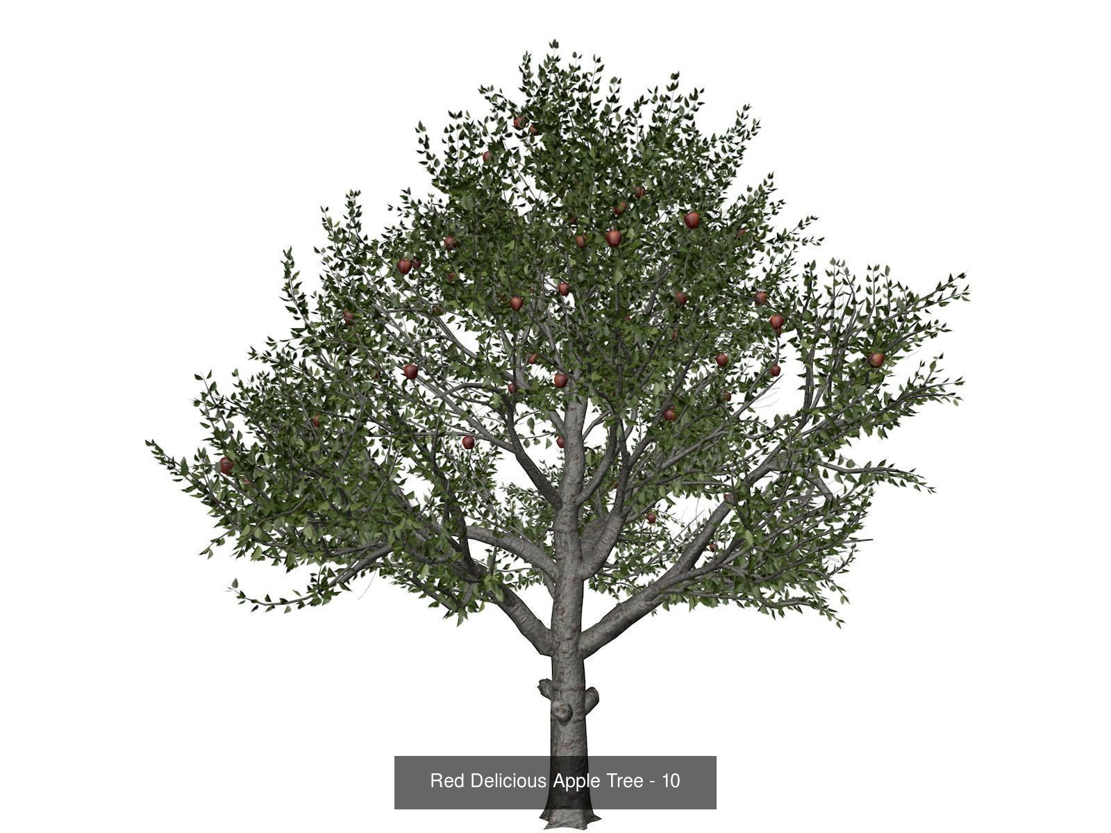 Red Delicious Apple Trees 3D Model Collection_11