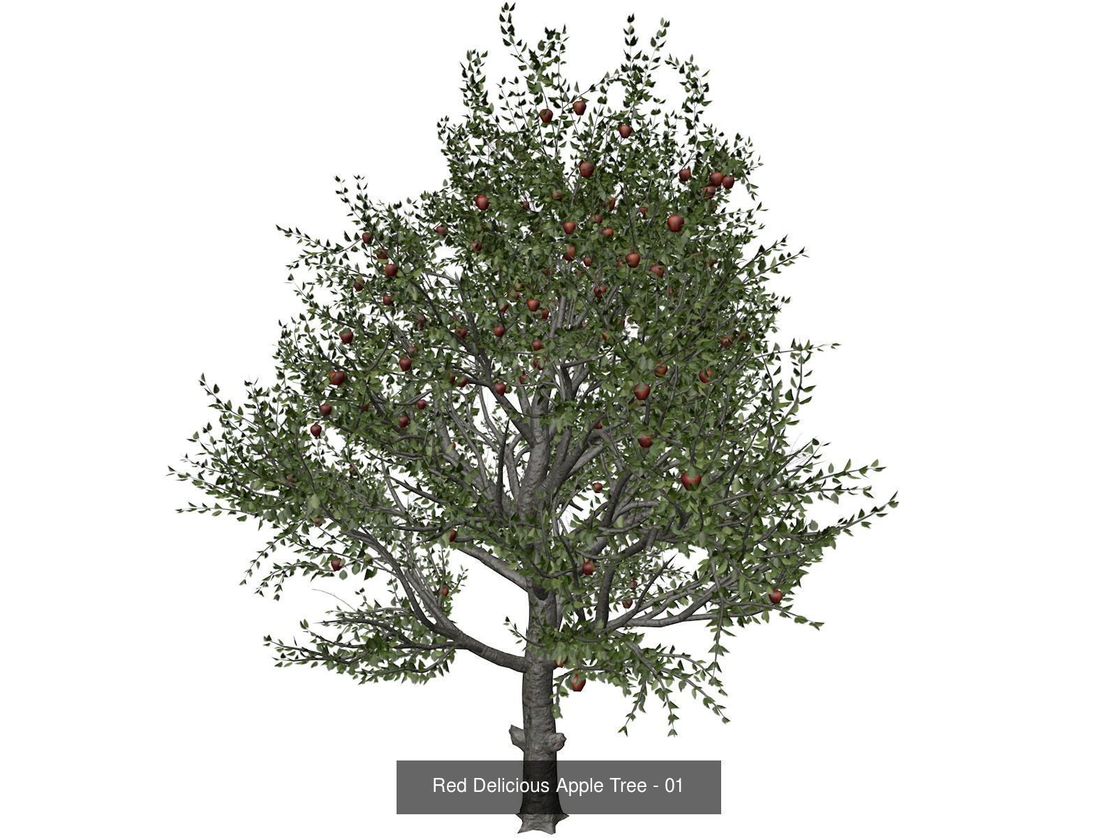 Red Delicious Apple Trees 3D Model Collection_2