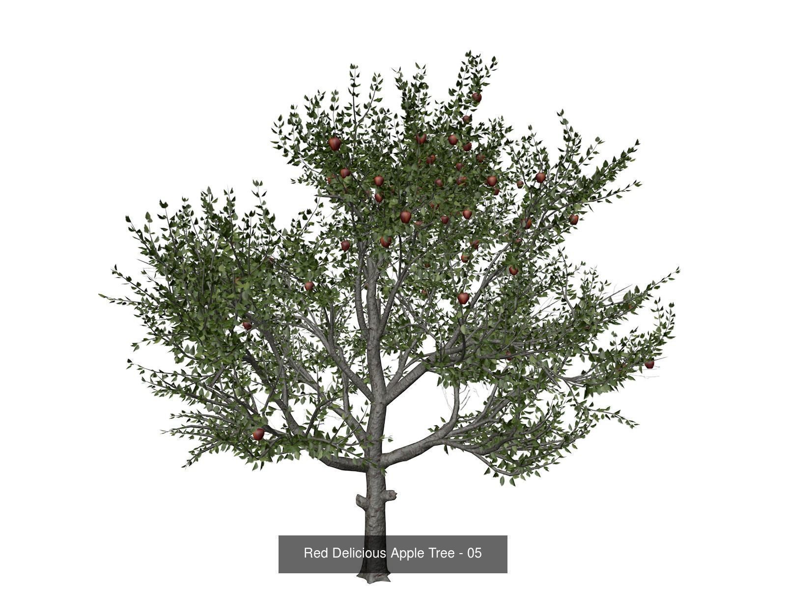 Red Delicious Apple Trees 3D Model Collection_6