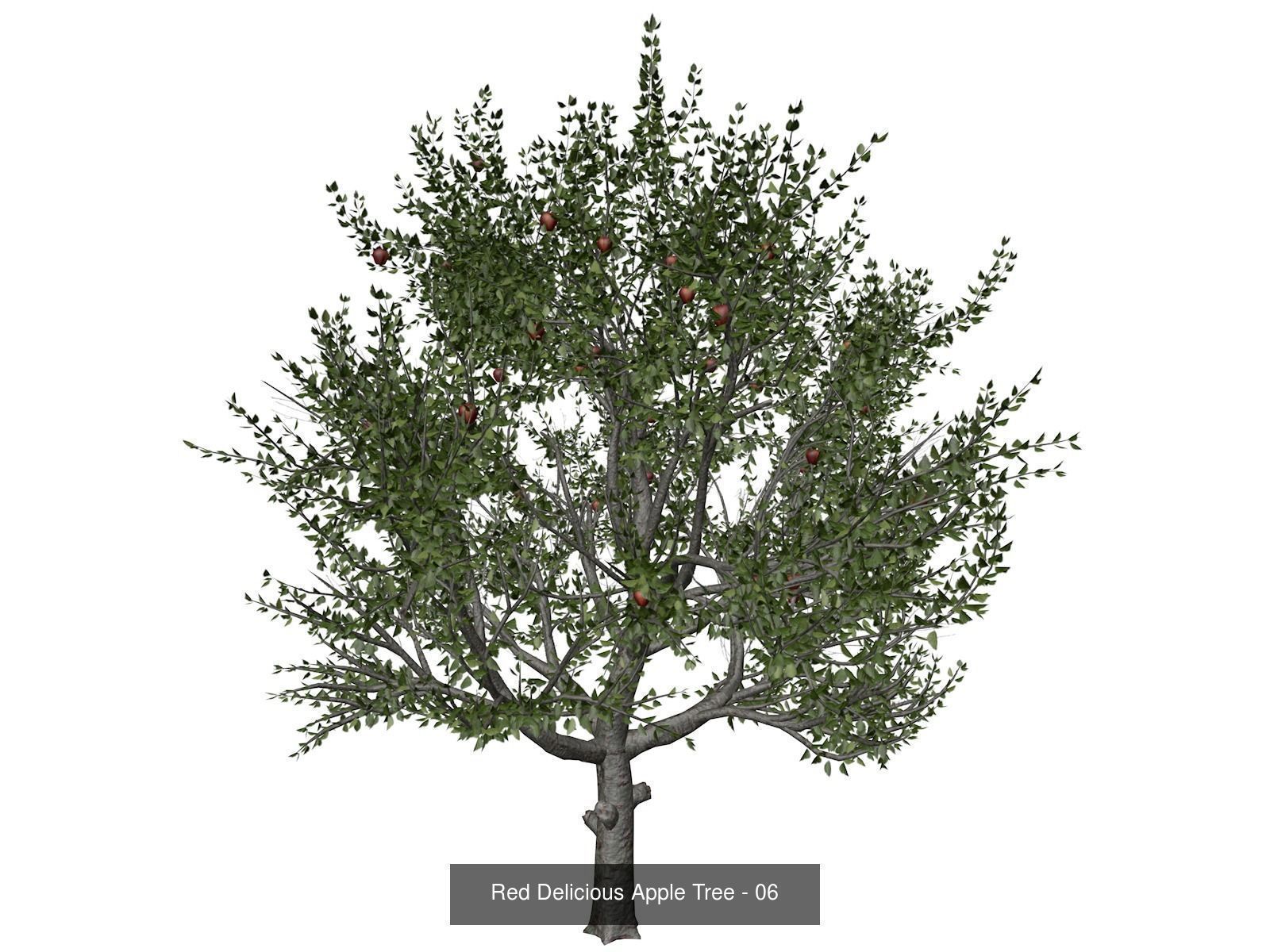 Red Delicious Apple Trees 3D Model Collection_7