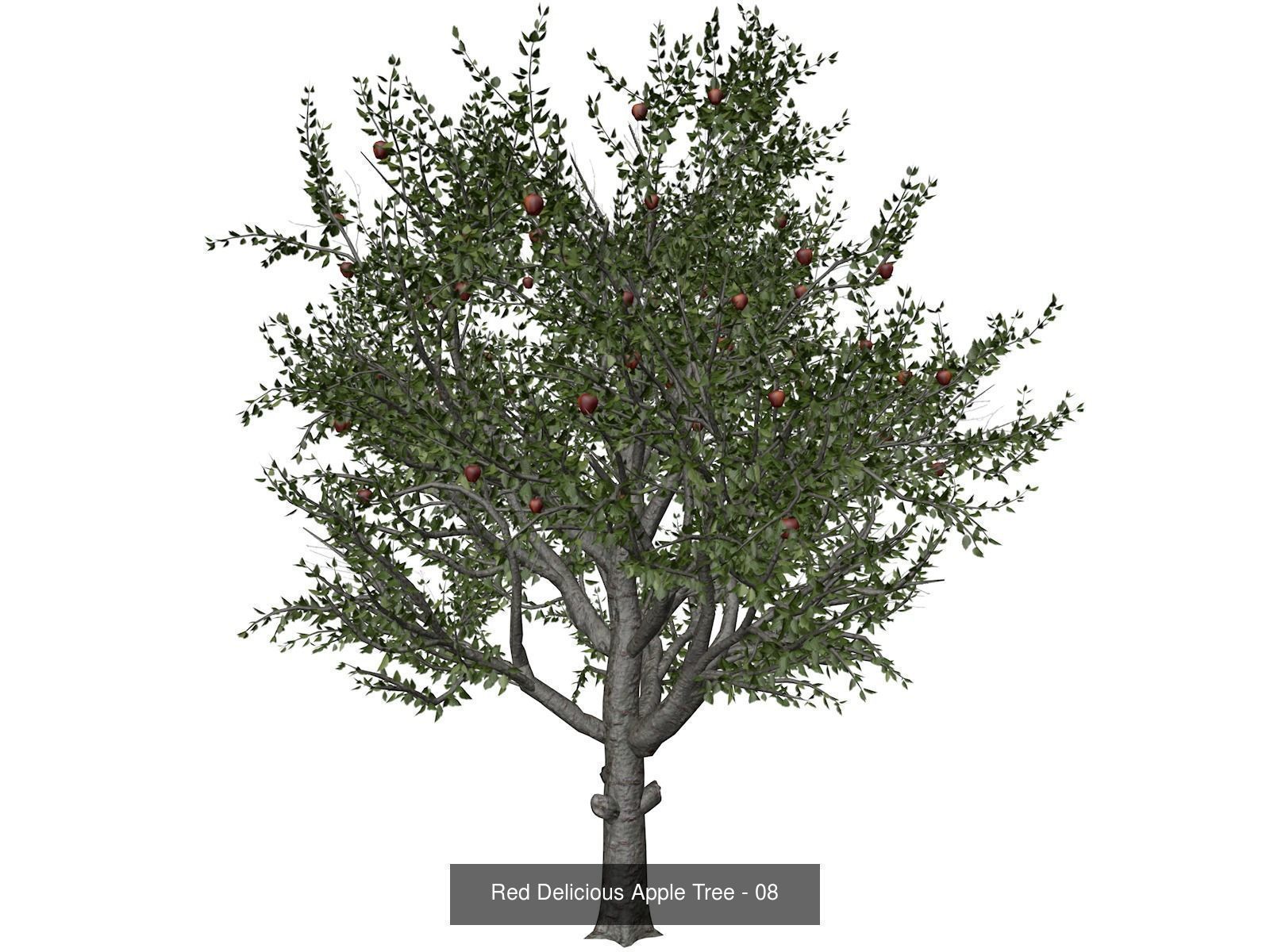 Red Delicious Apple Trees 3D Model Collection_9