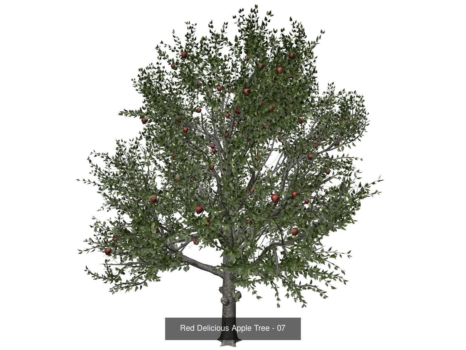Red Delicious Apple Trees 3D Model Collection_8