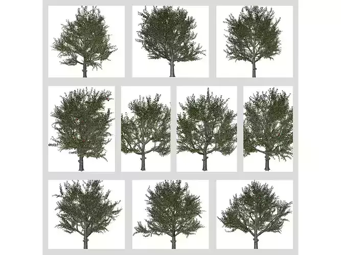 Red Delicious Apple Trees