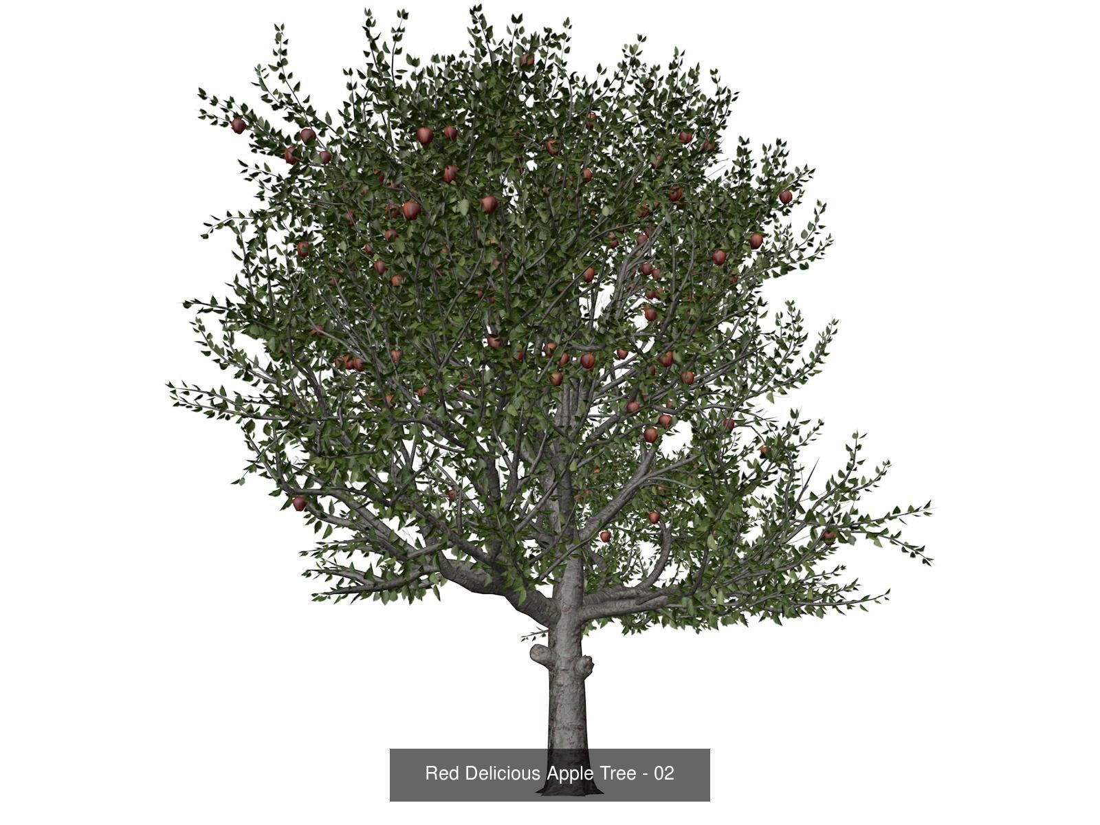 Red Delicious Apple Trees 3D Model Collection_3