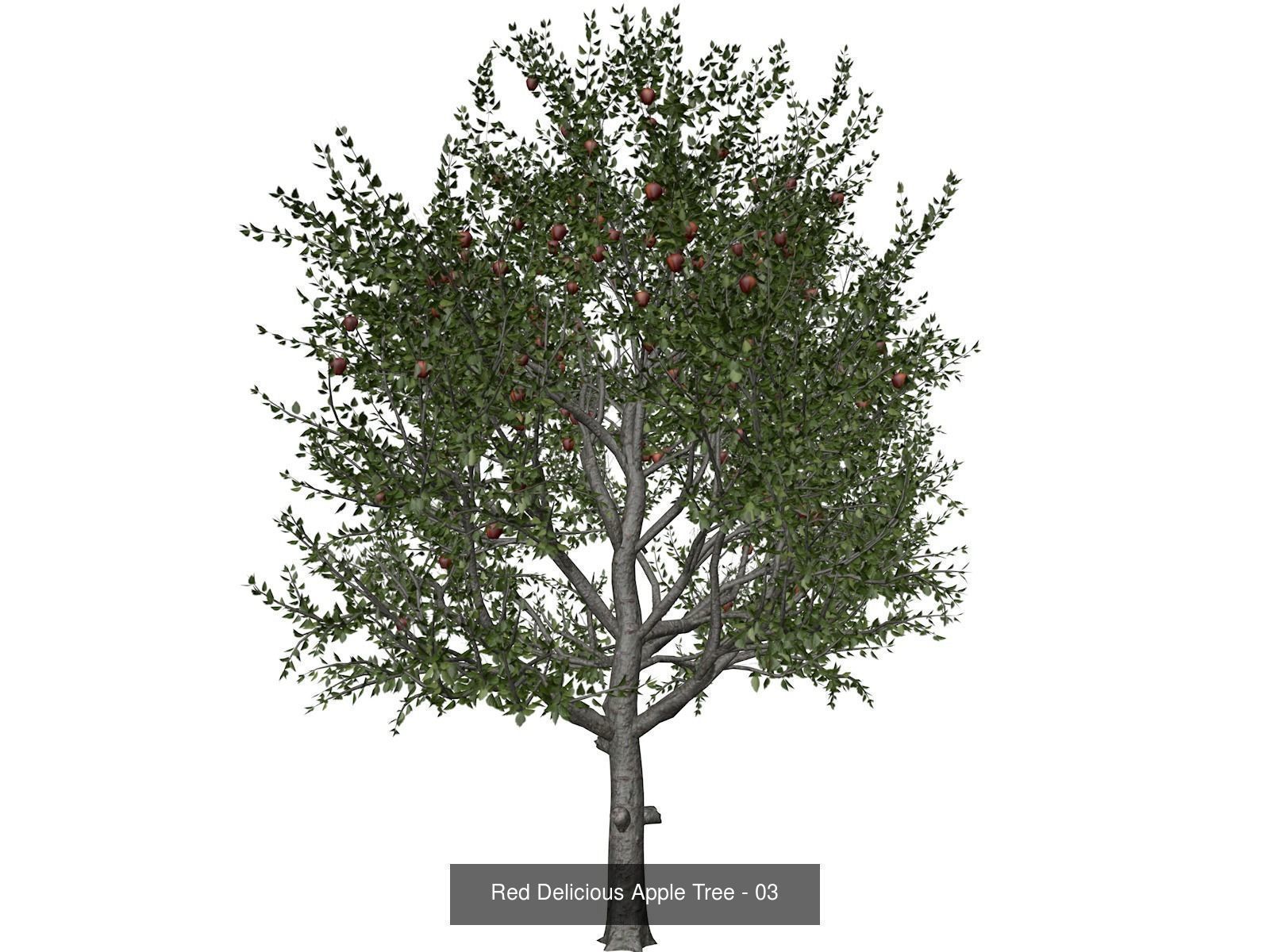 Red Delicious Apple Trees 3D Model Collection_4