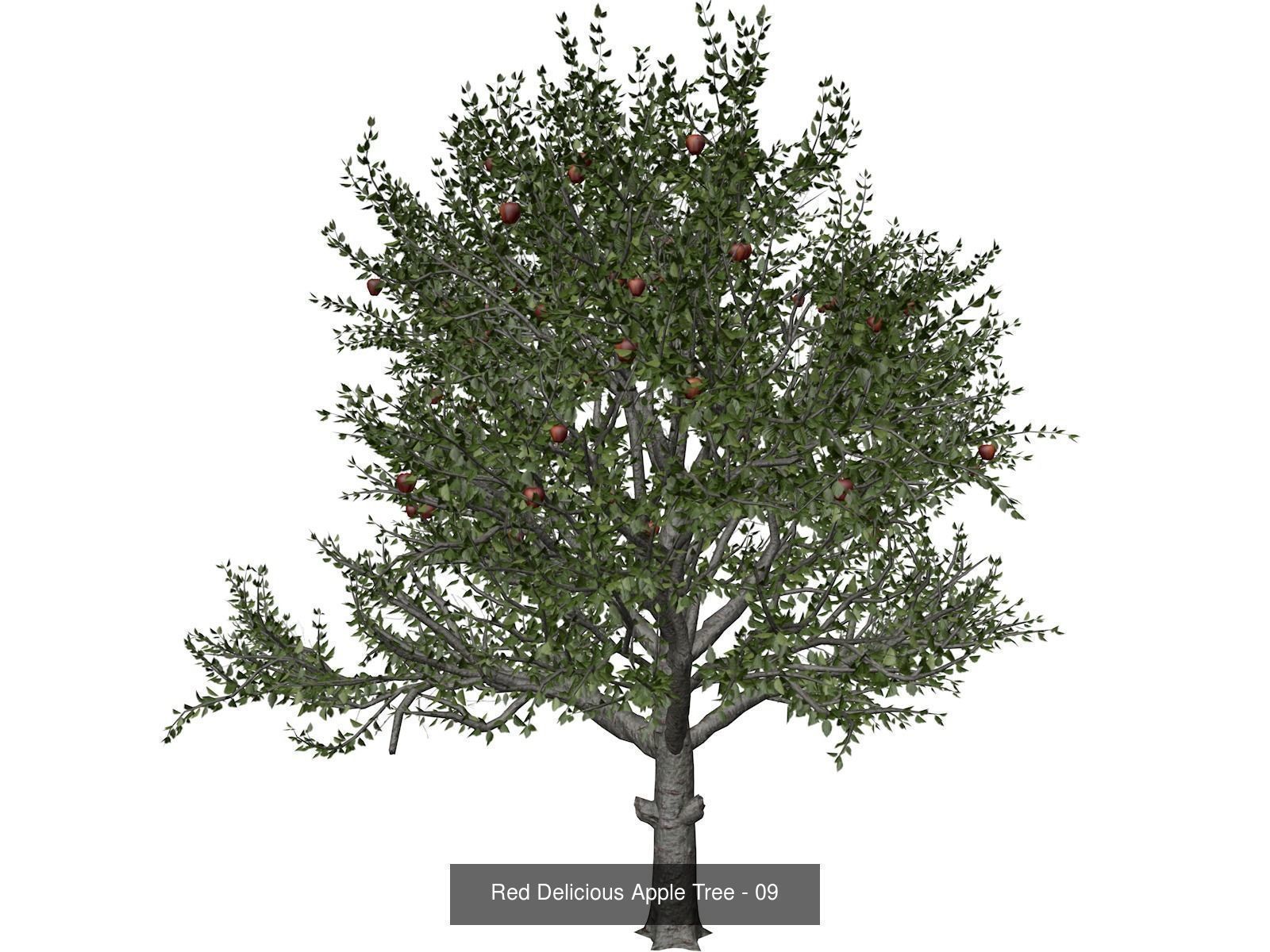 Red Delicious Apple Trees 3D Model Collection_10
