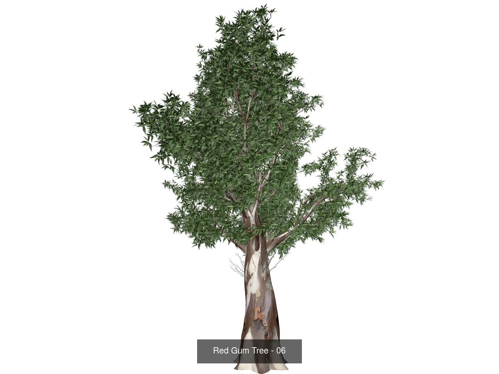 Red Gum Trees 3D Model Collection_7