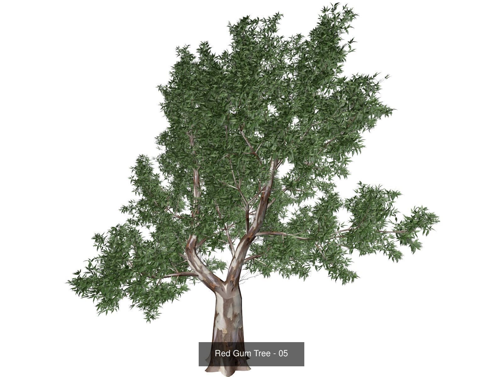 Red Gum Trees 3D Model Collection_6