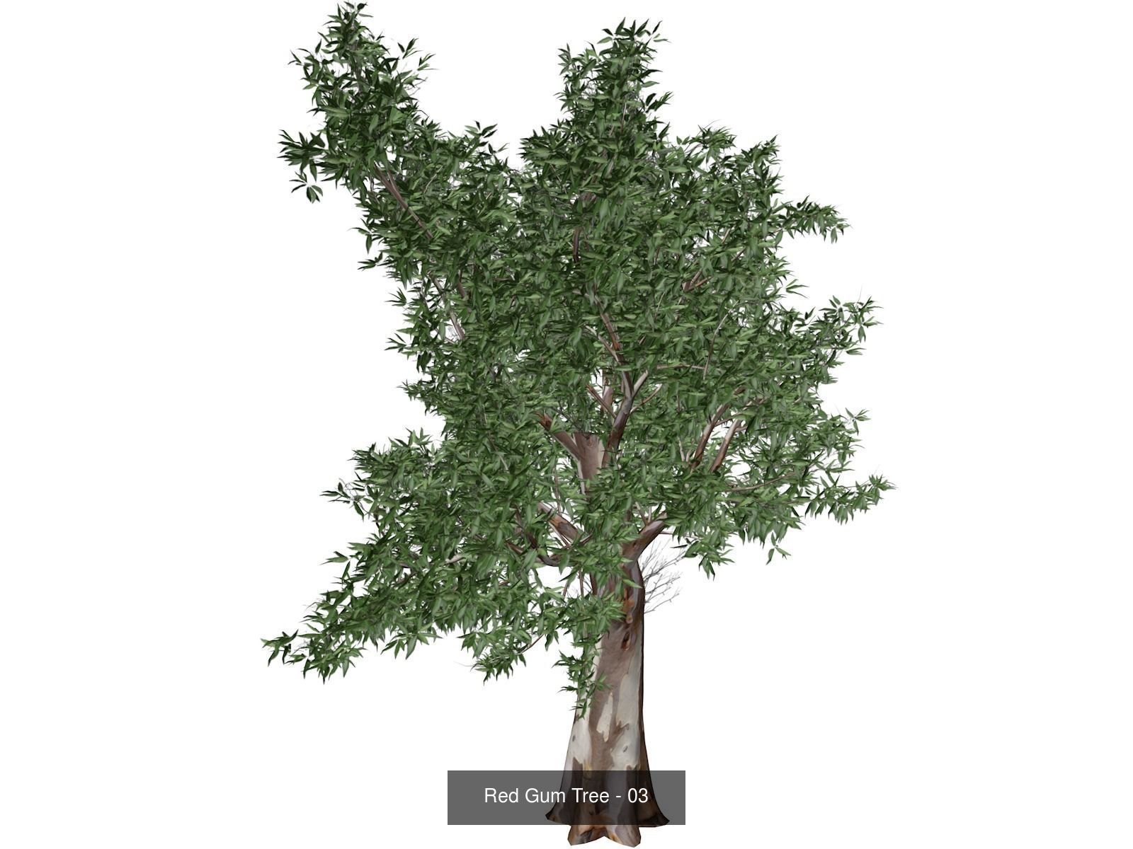 Red Gum Trees 3D Model Collection_4