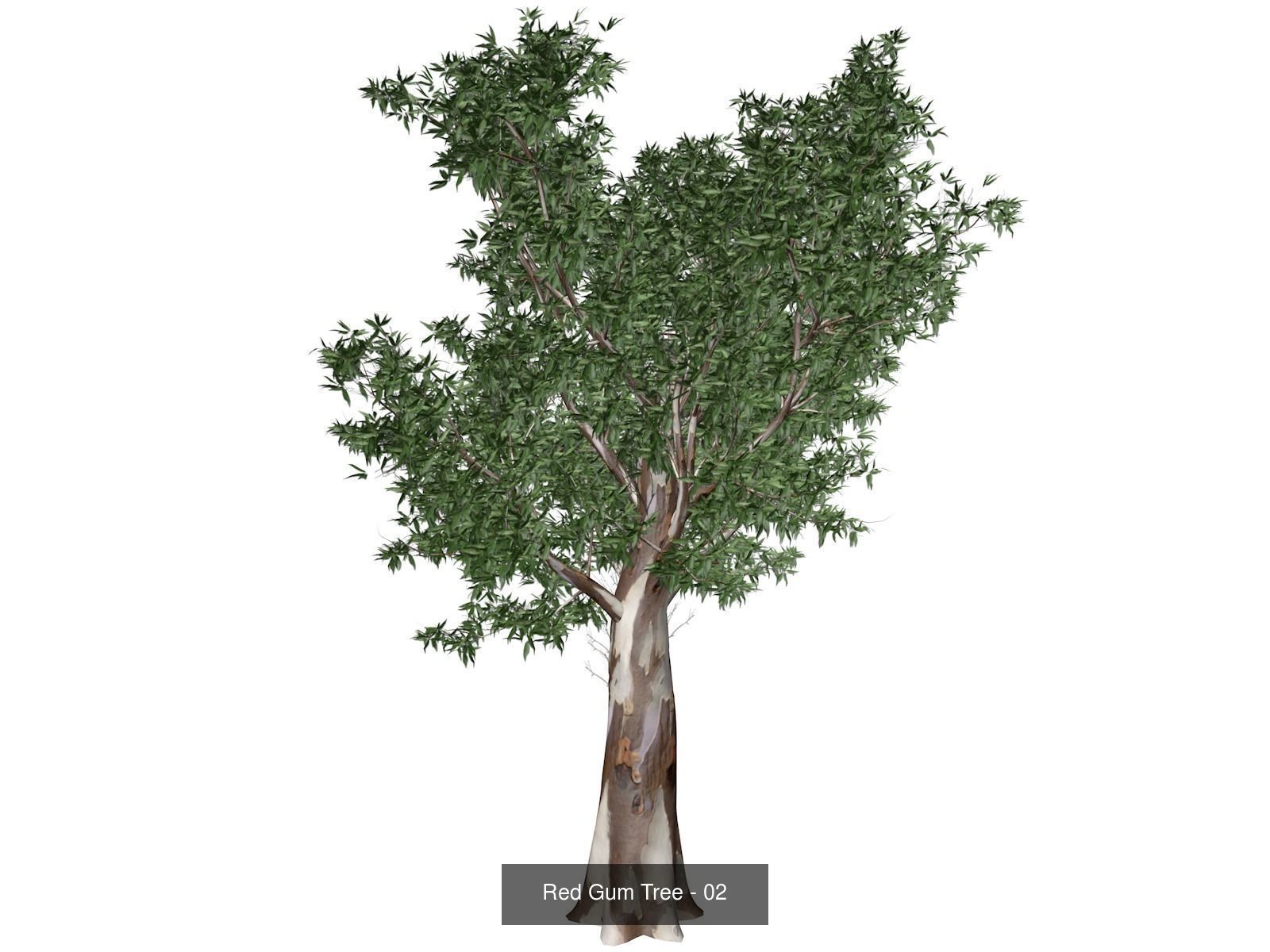 Red Gum Trees 3D Model Collection_3