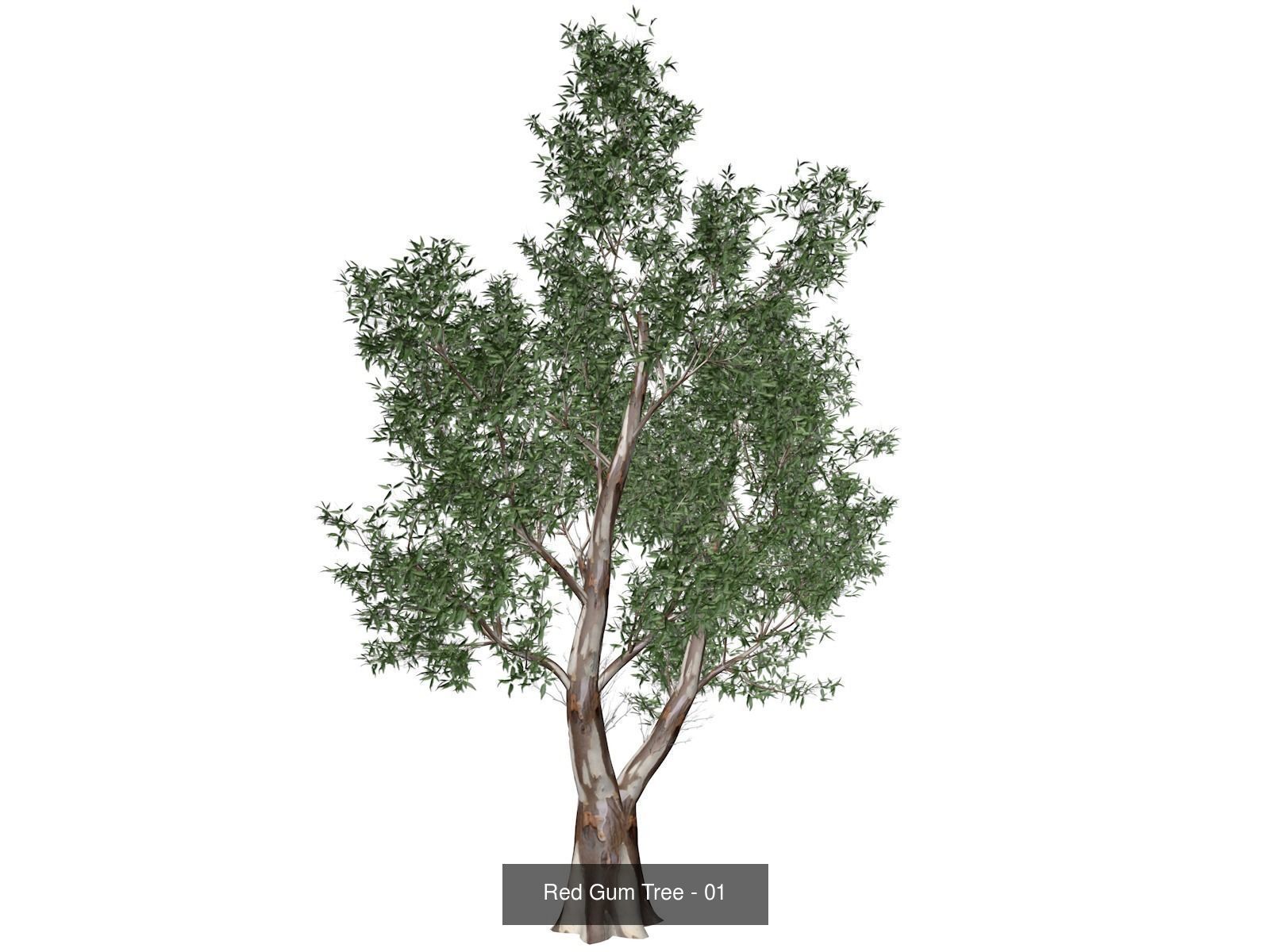 Red Gum Trees 3D Model Collection_2