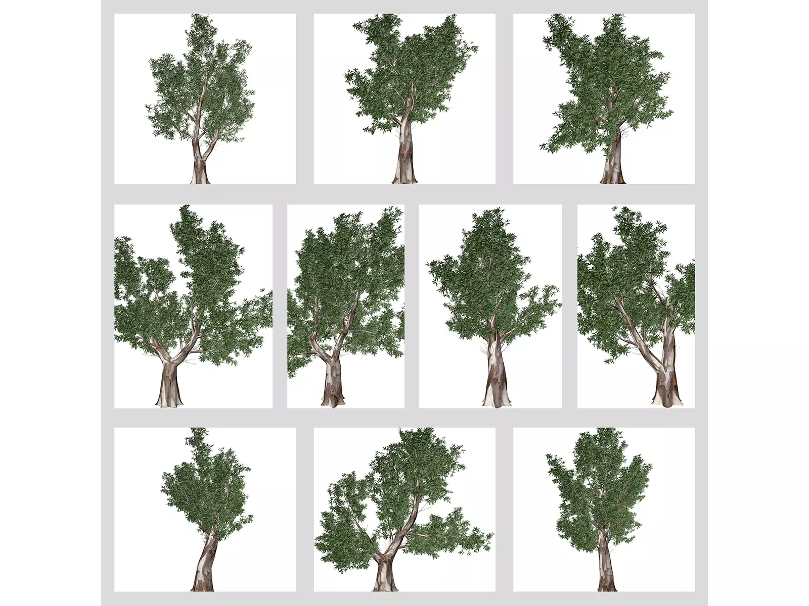 Red Gum Trees 3D Model Collection_0
