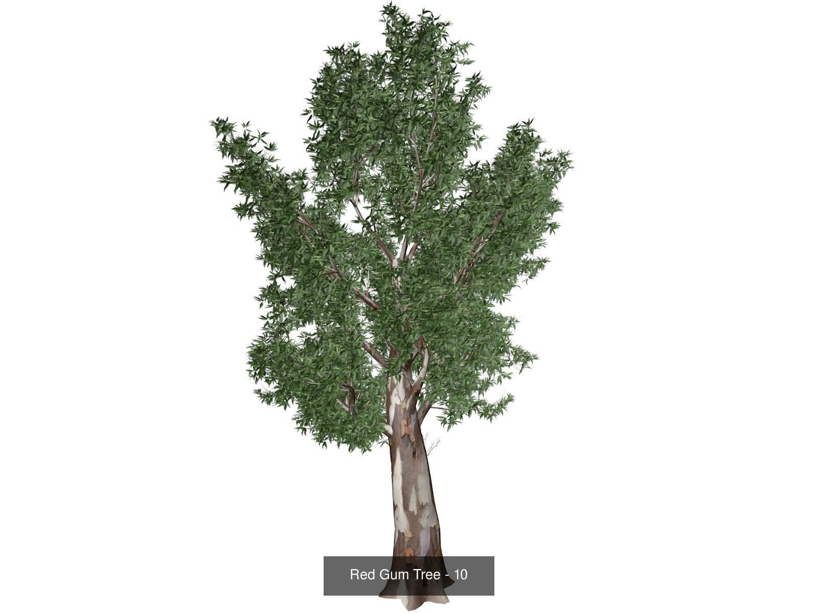 Red Gum Trees 3D Model Collection_11