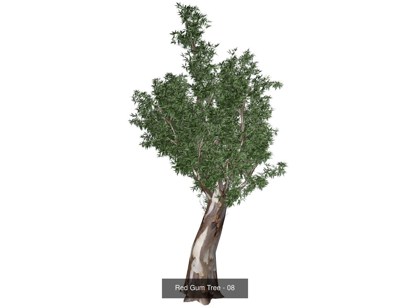 Red Gum Trees 3D Model Collection_9