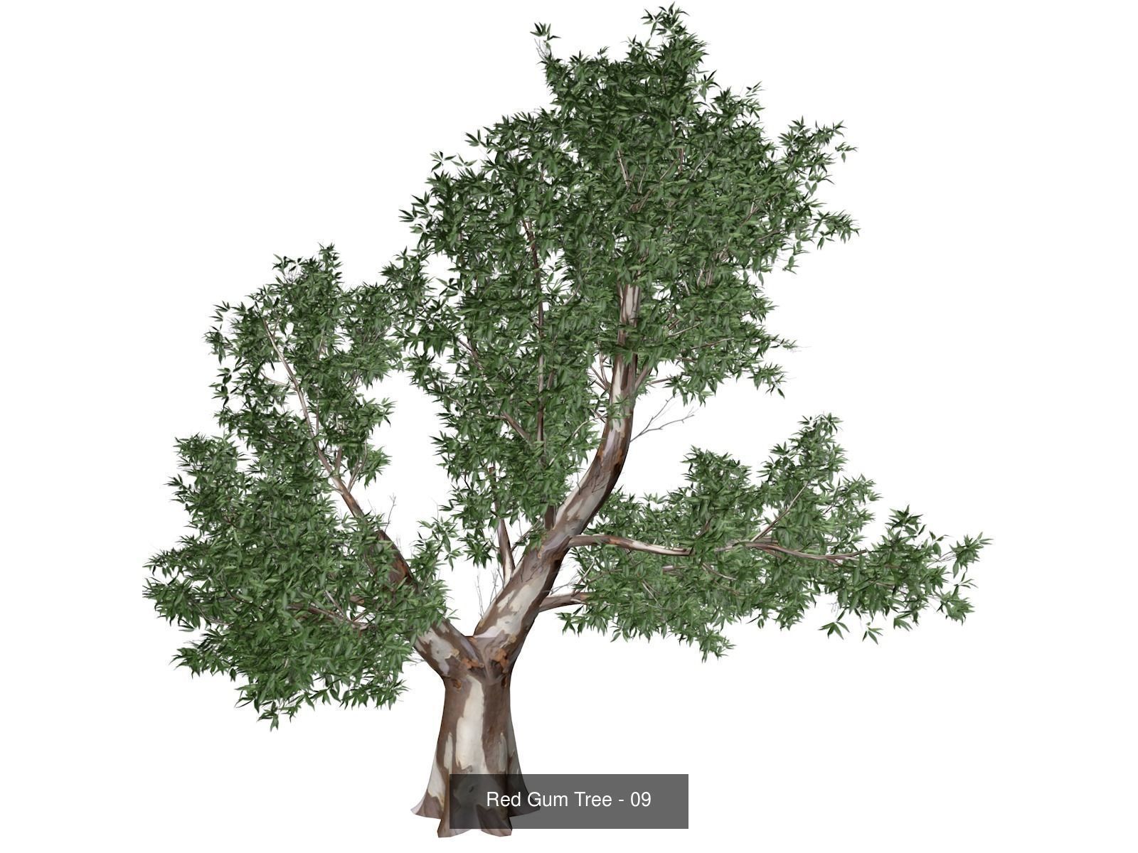 Red Gum Trees 3D Model Collection_10