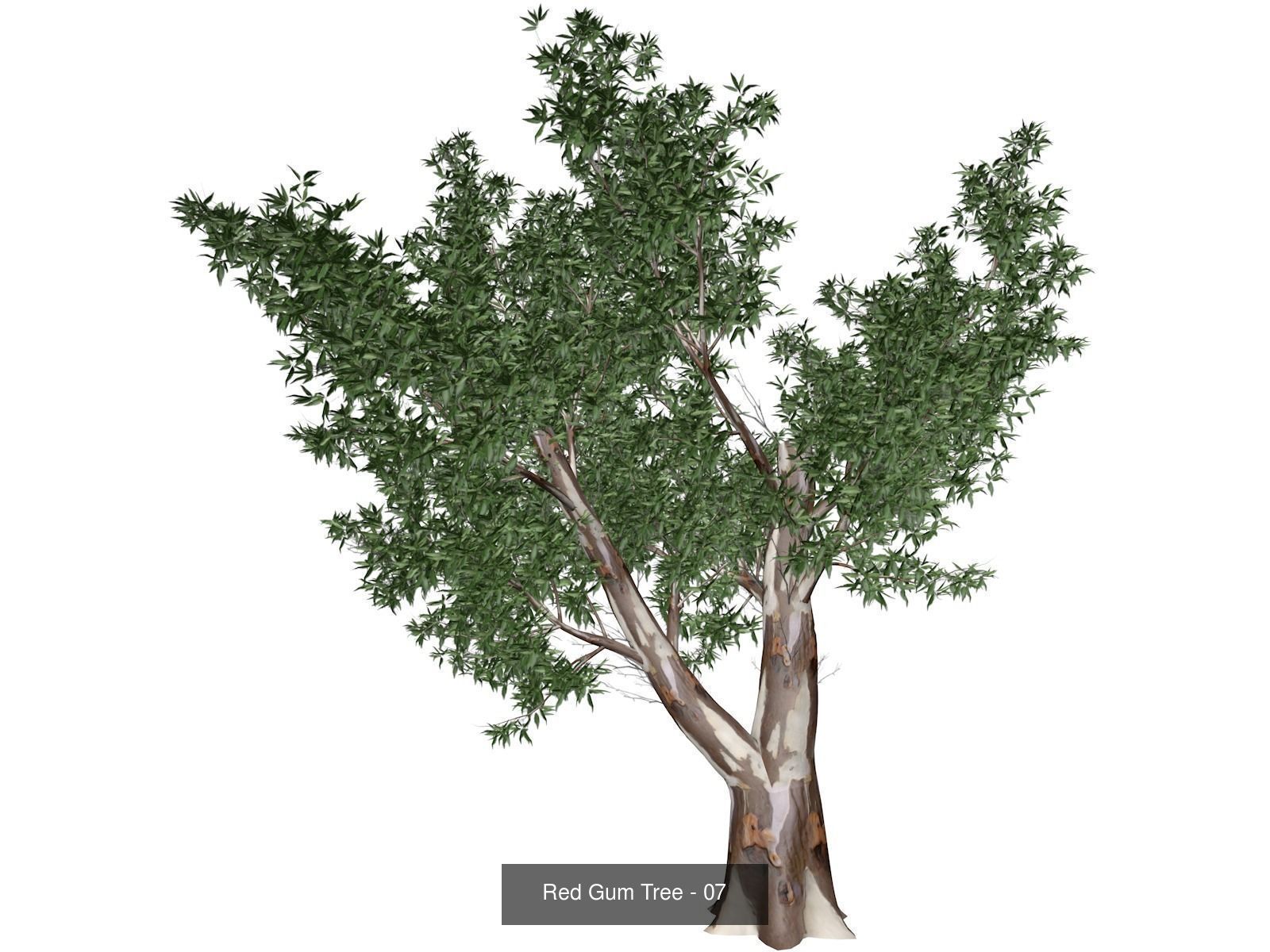 Red Gum Trees 3D Model Collection_8