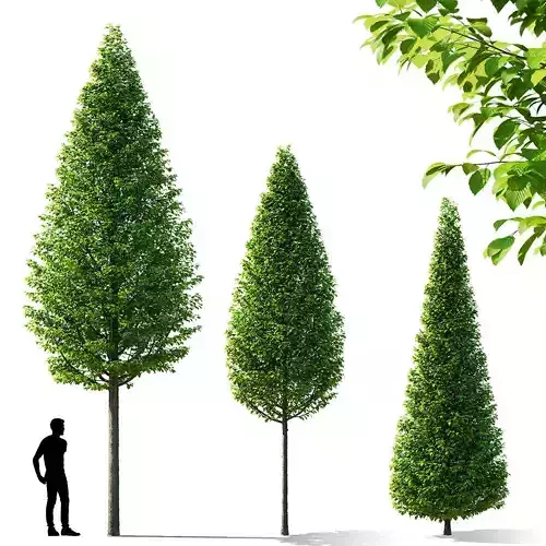 Carpinus betulus Fastigiata trees