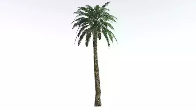 EVERYPlant Date Palm 1 --16 Models-- 3D model