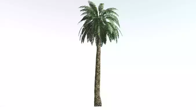 EVERYPlant Date Palm 2 --16 Models-- 3D model