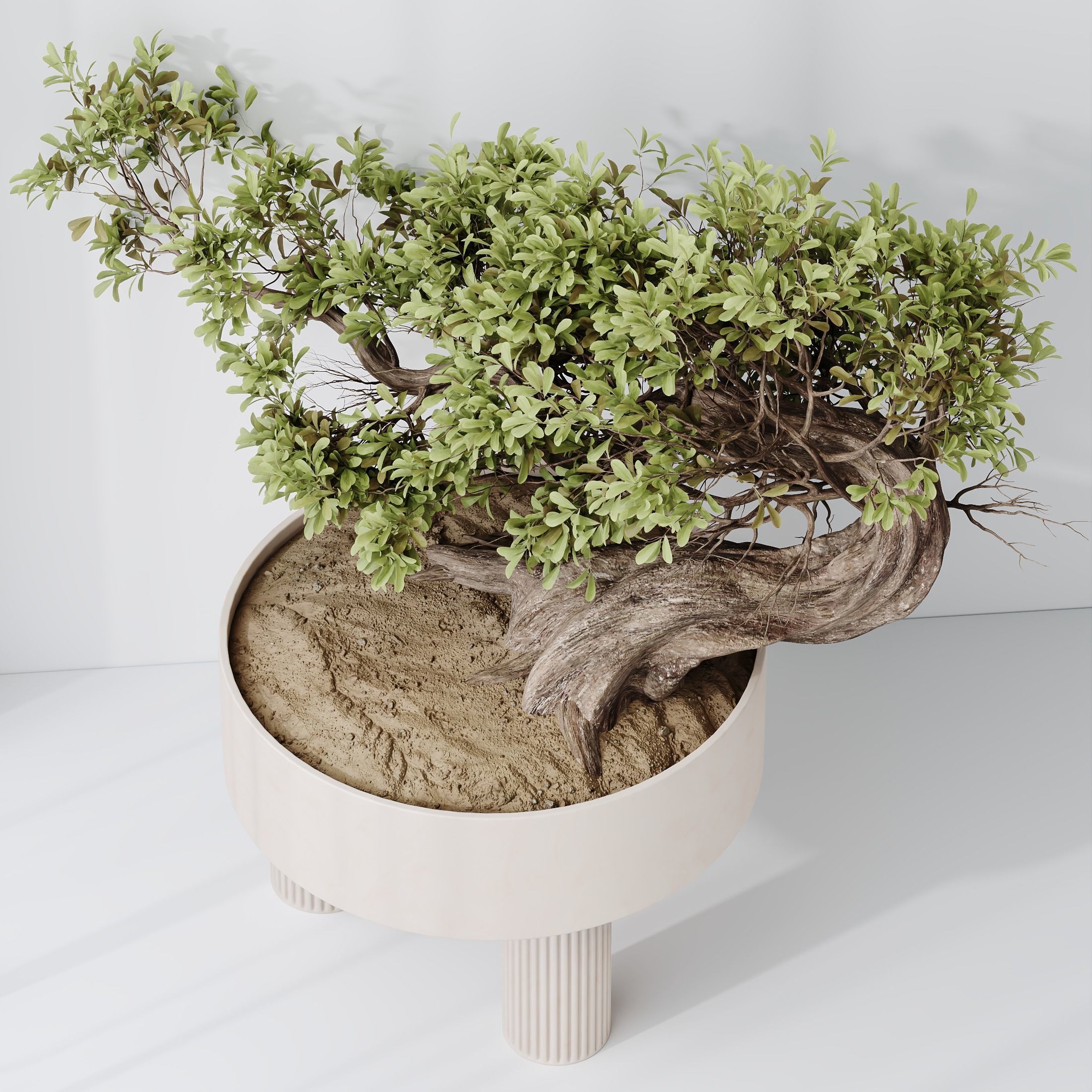 HQ HousePlants Ficus Retusa Microcarpa Bonsai Ginseng 3D model_3