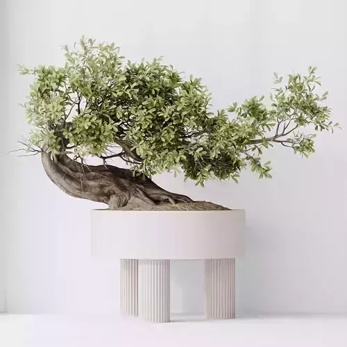 HQ HousePlants Ficus Retusa Microcarpa Bonsai Ginseng 3D model