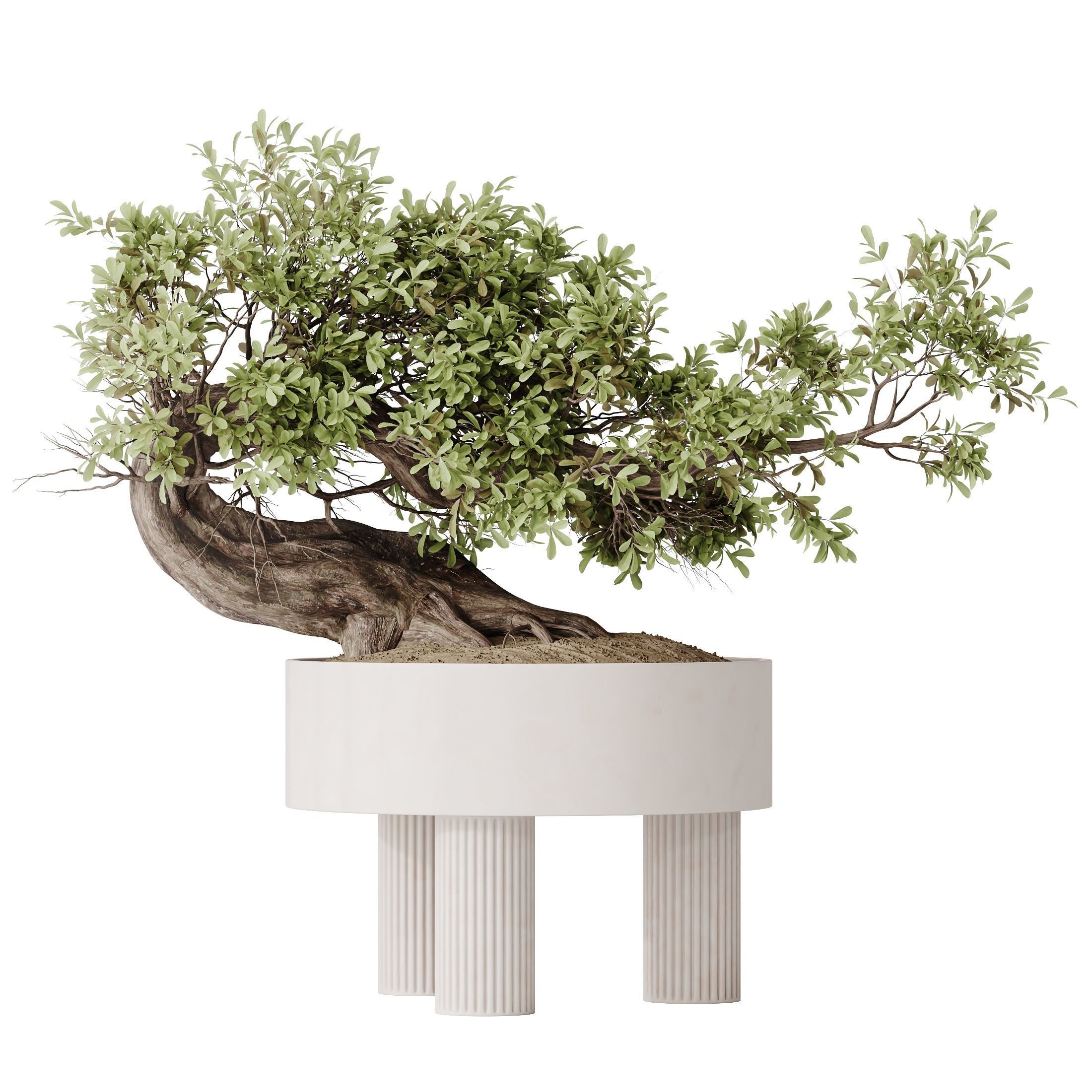 HQ HousePlants Ficus Retusa Microcarpa Bonsai Ginseng 3D model_1