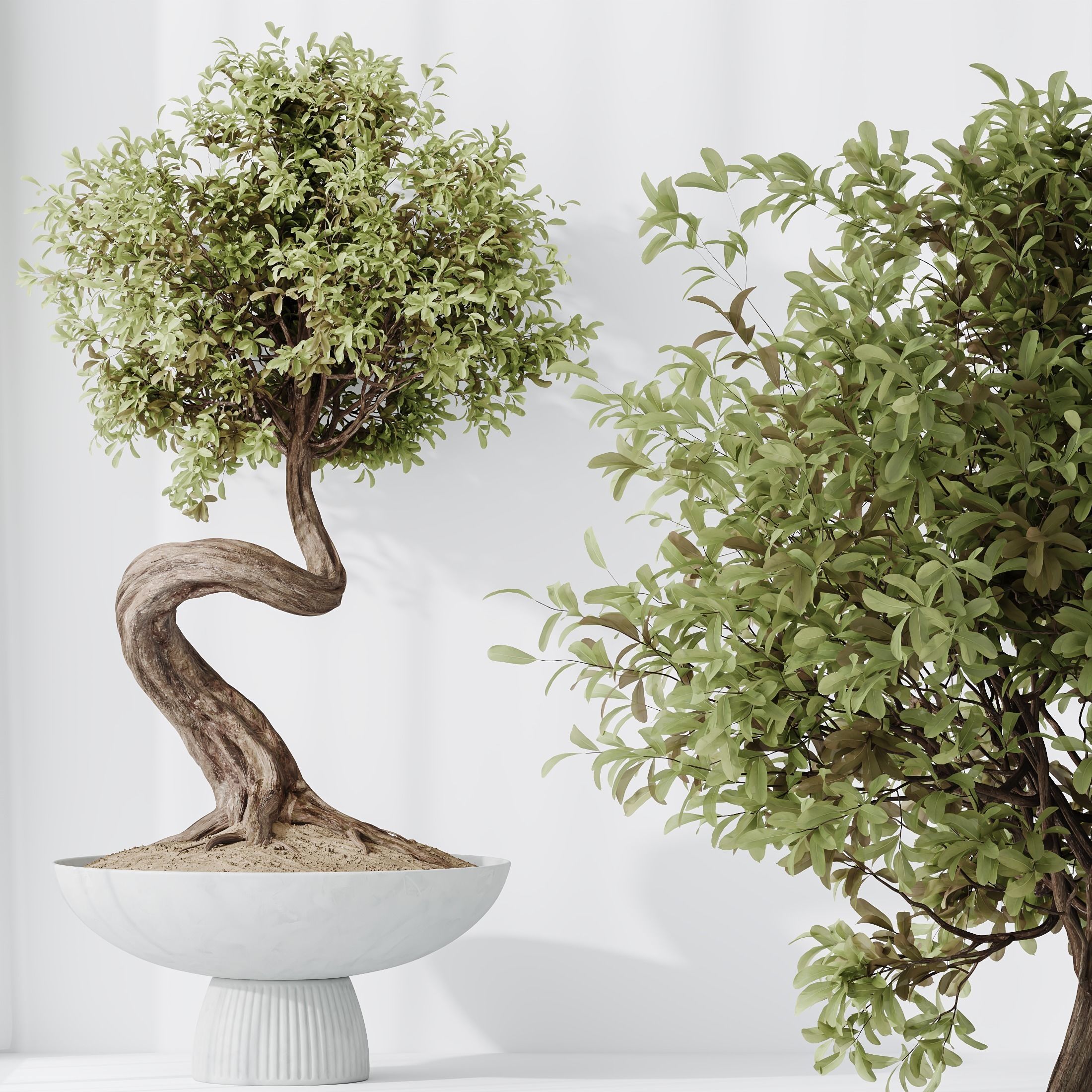 HQ HousePlants Ficus Retusa Microcarpa Bonsai Ginseng02 3D model_2