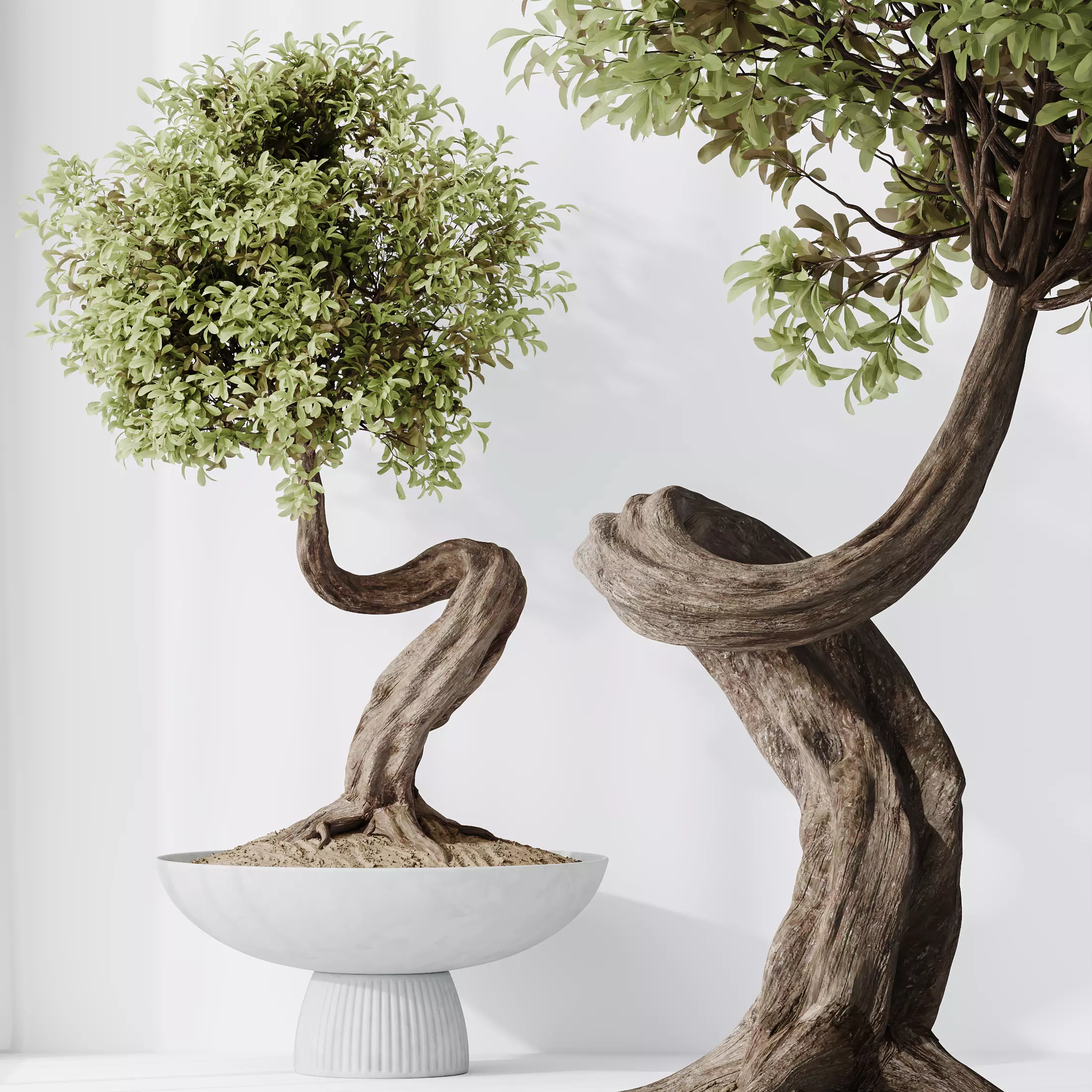 HQ HousePlants Ficus Retusa Microcarpa Bonsai Ginseng02 3D model_0