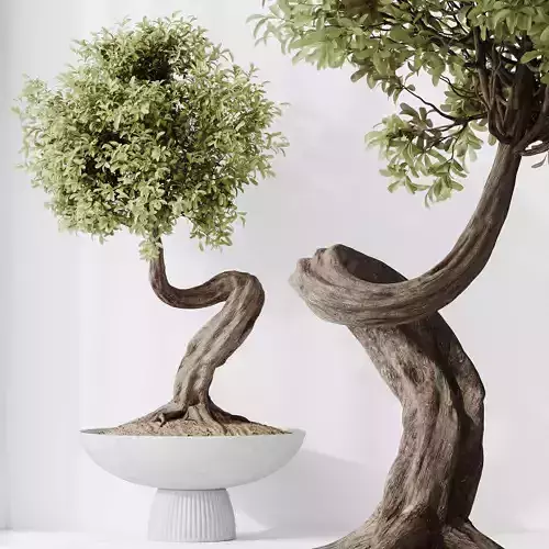 HQ HousePlants Ficus Retusa Microcarpa Bonsai Ginseng02 3D model
