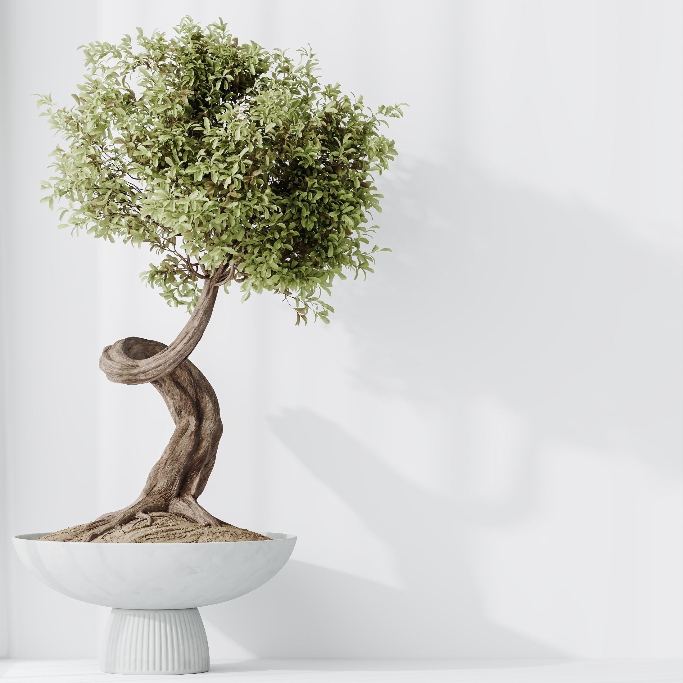 HQ HousePlants Ficus Retusa Microcarpa Bonsai Ginseng02 3D model_3