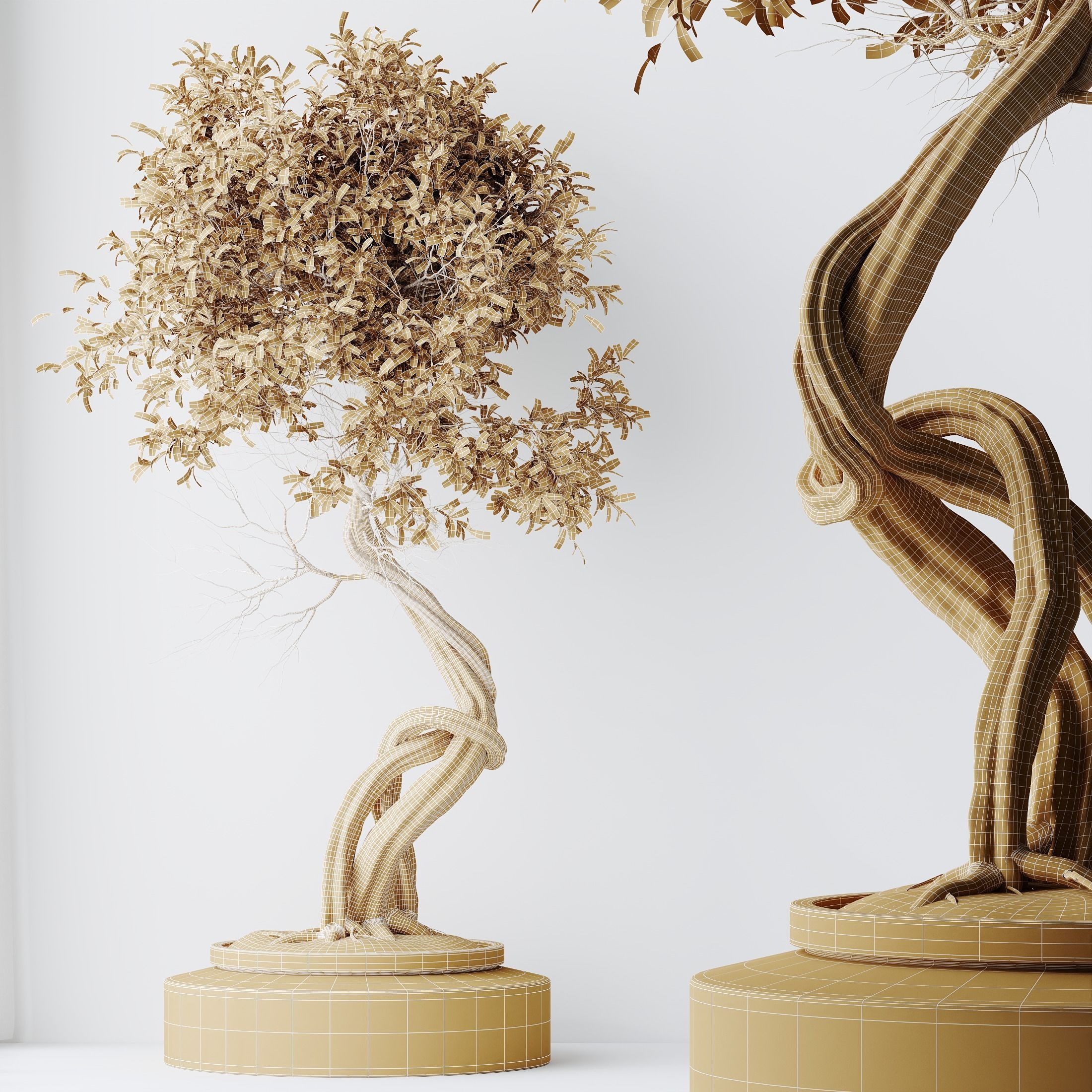 HQ HousePlants Ficus Retusa Microcarpa Bonsai Ginseng03 3D model_2