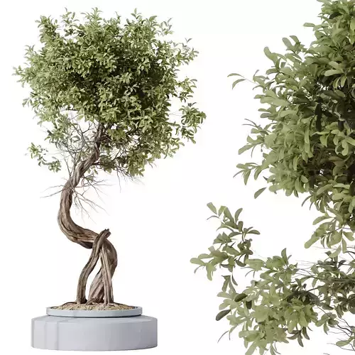 HQ HousePlants Ficus Retusa Microcarpa Bonsai Ginseng03 3D model