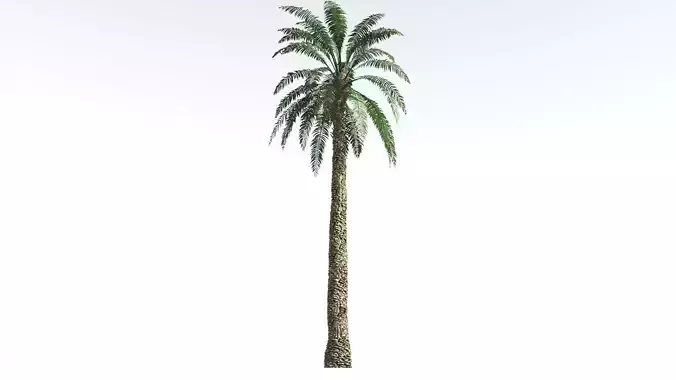 EVERYPlant Date Palm 3 --16 Models-- 3D model