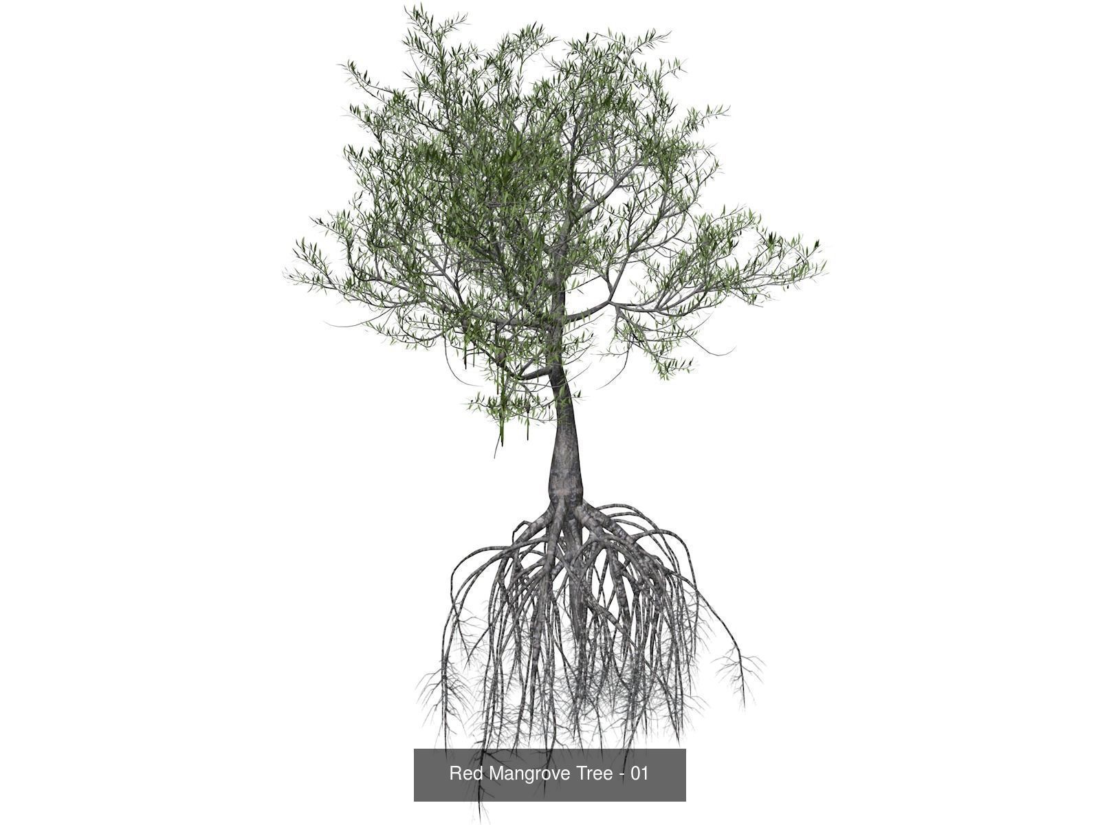 Red Mangrove Trees 3D Model Collection_2
