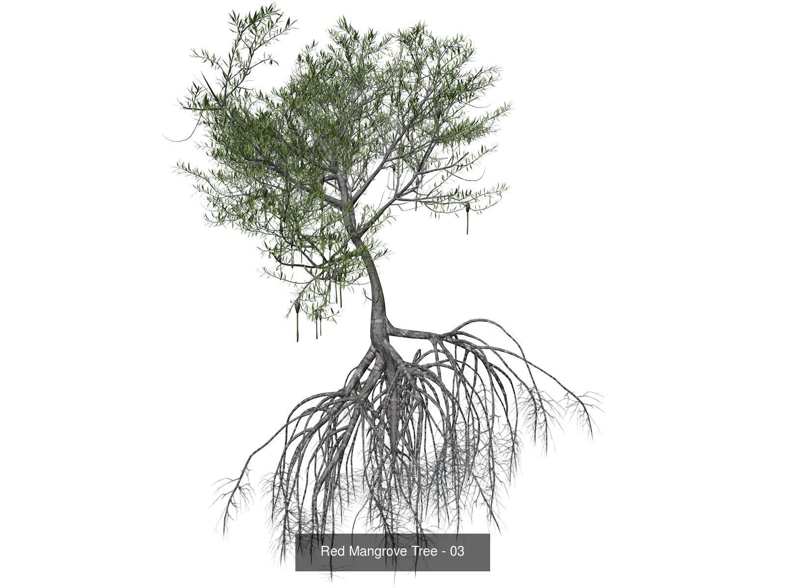 Red Mangrove Trees 3D Model Collection_4