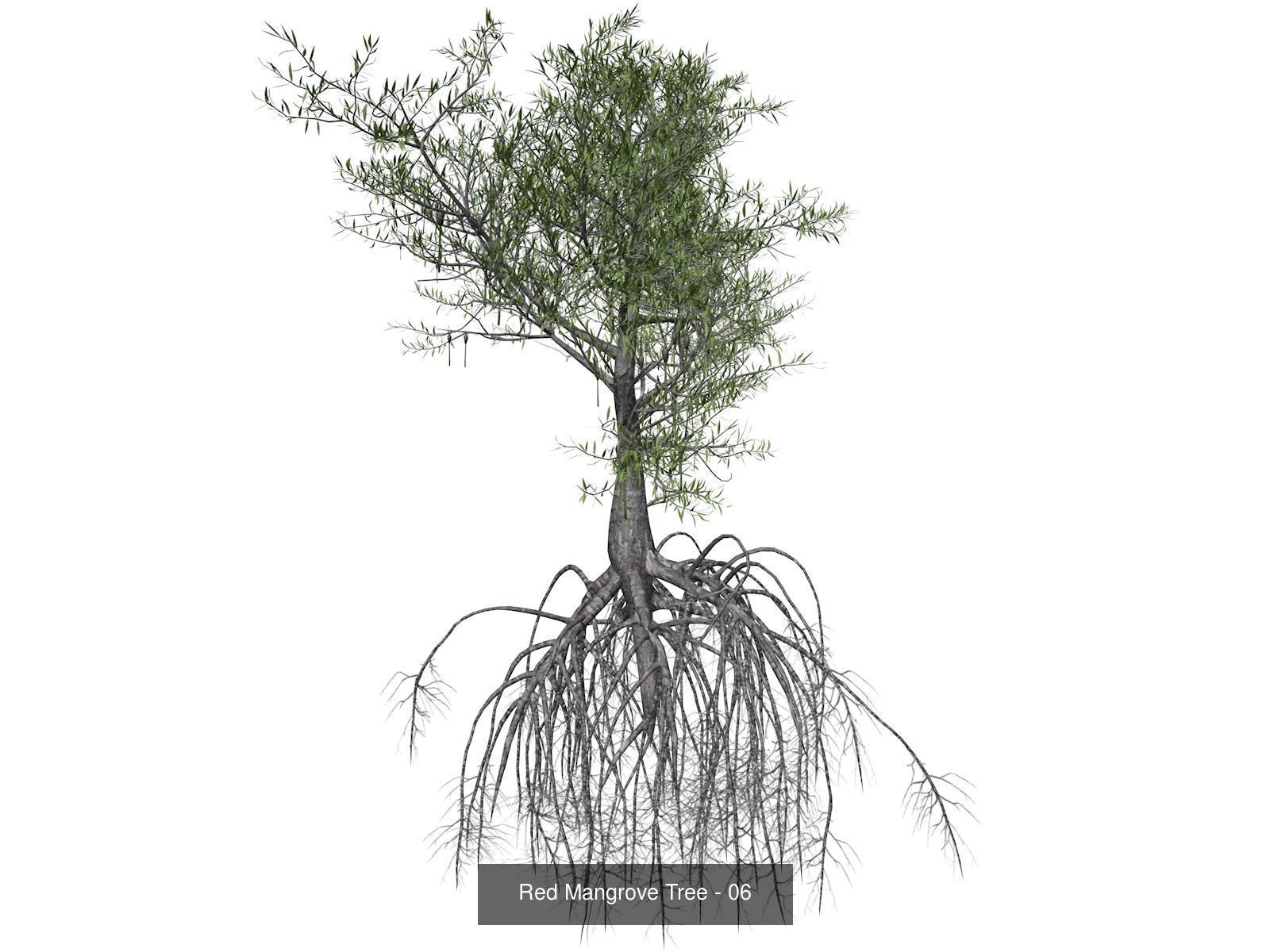 Red Mangrove Trees 3D Model Collection_7