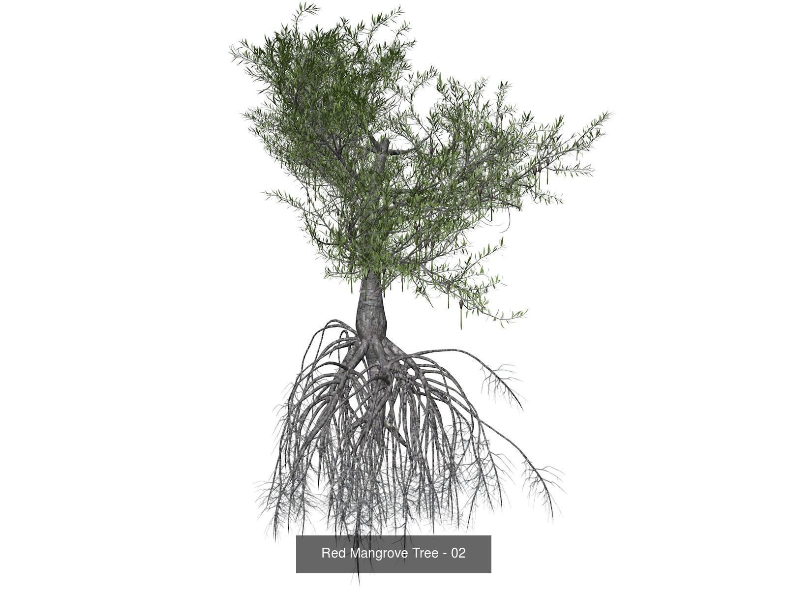 Red Mangrove Trees 3D Model Collection_3