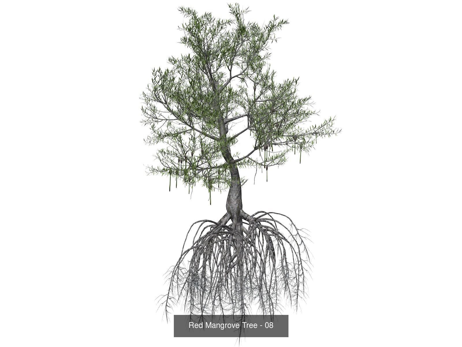 Red Mangrove Trees 3D Model Collection_9