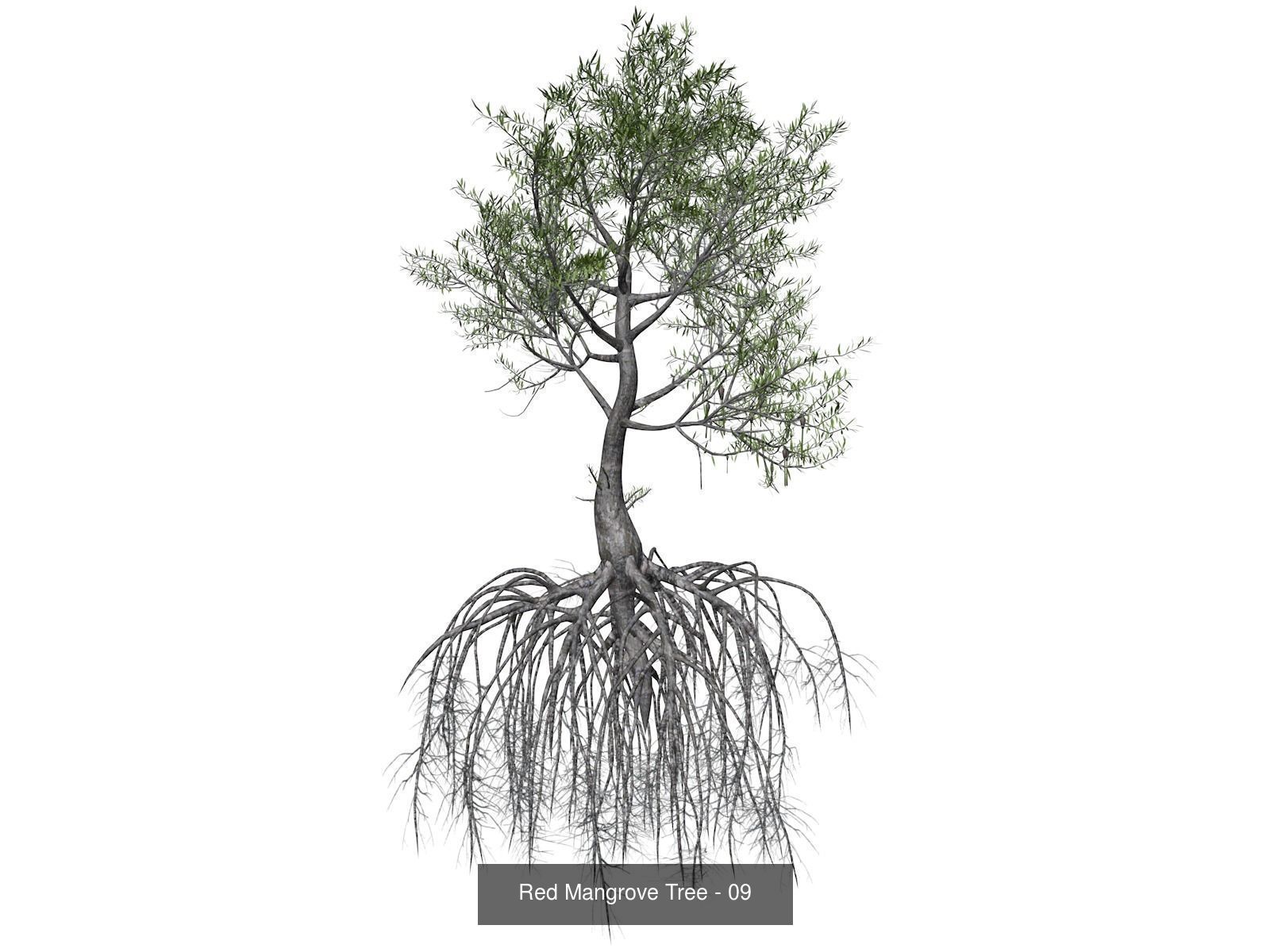 Red Mangrove Trees 3D Model Collection_10