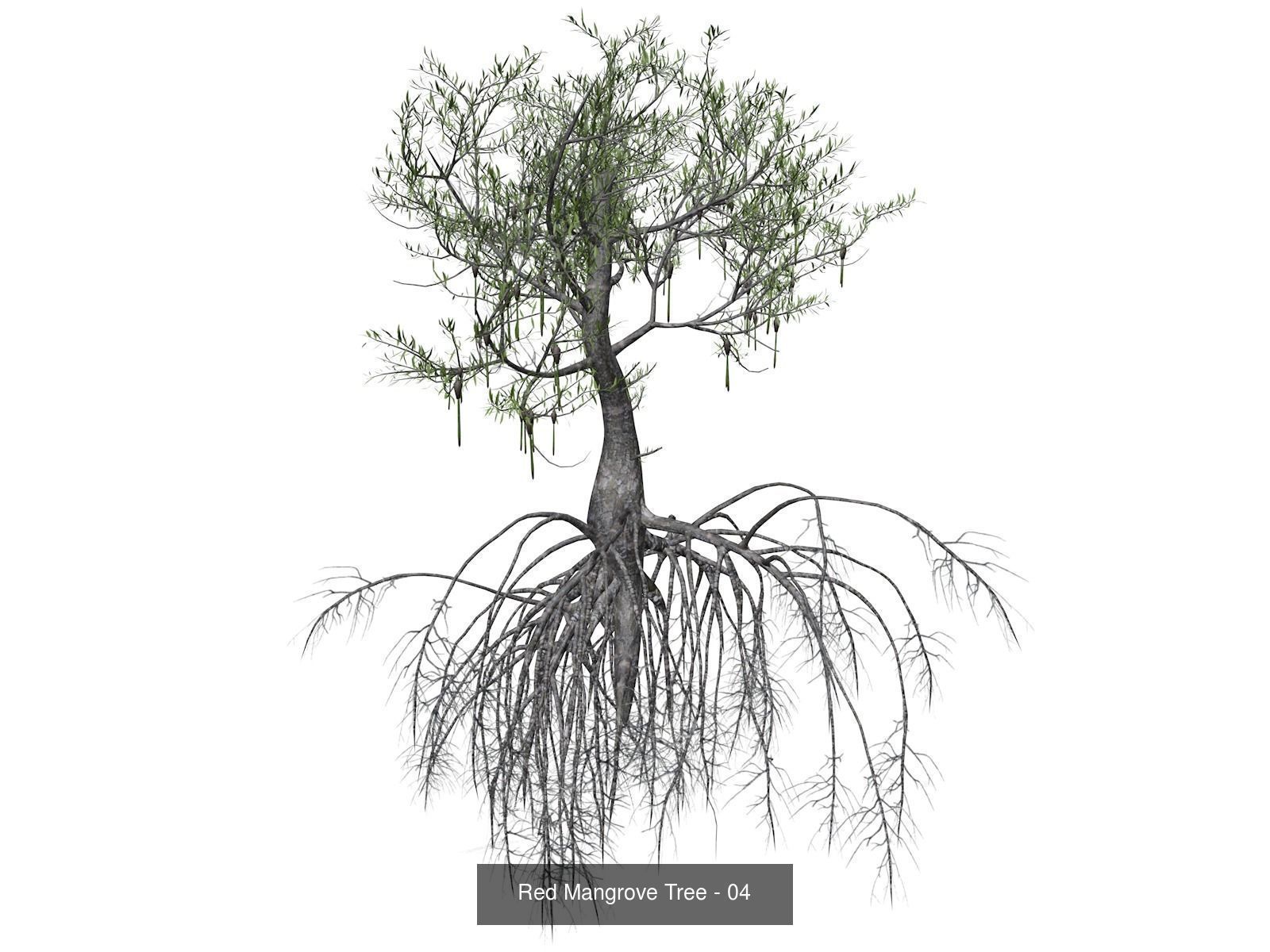 Red Mangrove Trees 3D Model Collection_5