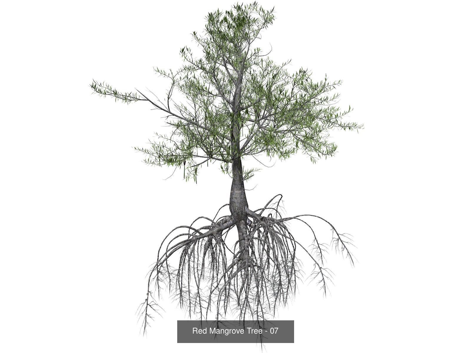 Red Mangrove Trees 3D Model Collection_8