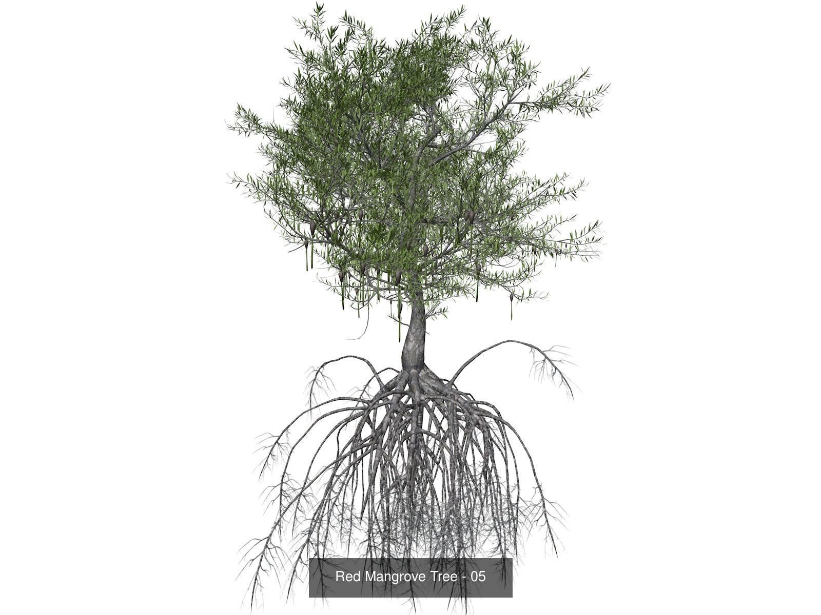 Red Mangrove Trees 3D Model Collection_6